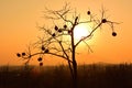 The silhouette of a persimmon tree under the golden sunset Royalty Free Stock Photo